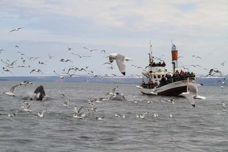 Húsavík: Traditional Whale Watching Tour - Safety briefing and warm gear: your cold-weather insurance