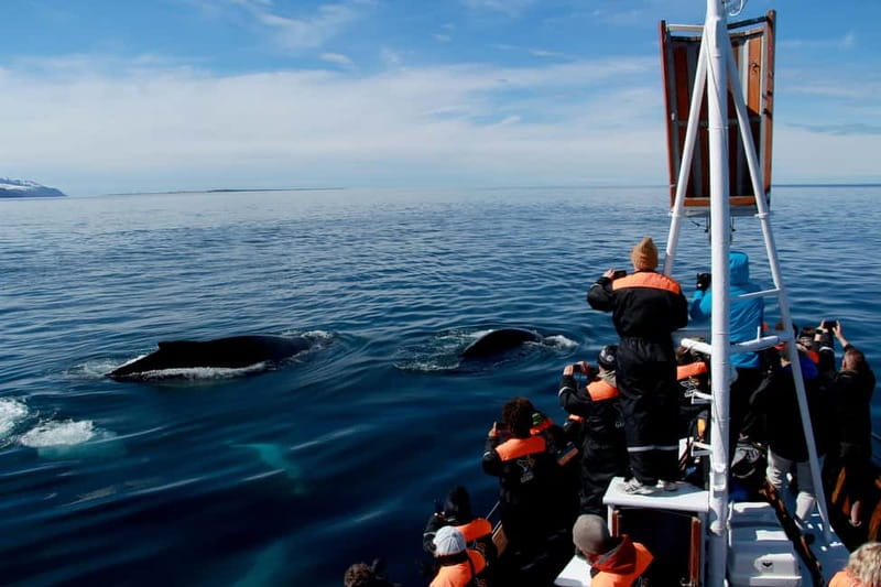 Húsavík: Traditional Whale Watching Tour - The 3-hour cruise in Skjálfandi Bay: what the guide does with your attention