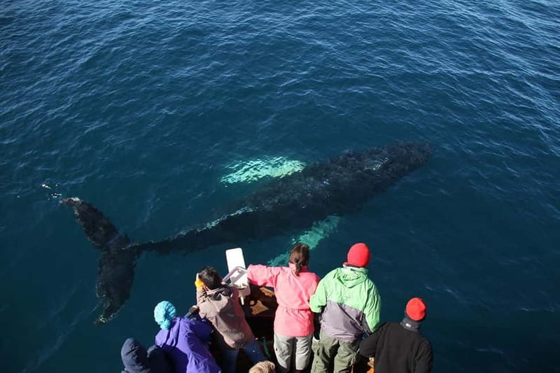 Húsavík: Traditional Whale Watching Tour - Whale sightings: humpbacks, minke, blue whales, and more