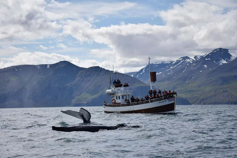 Húsavík: Traditional Whale Watching Tour - If the whales do not show: the tour’s fairness policy
