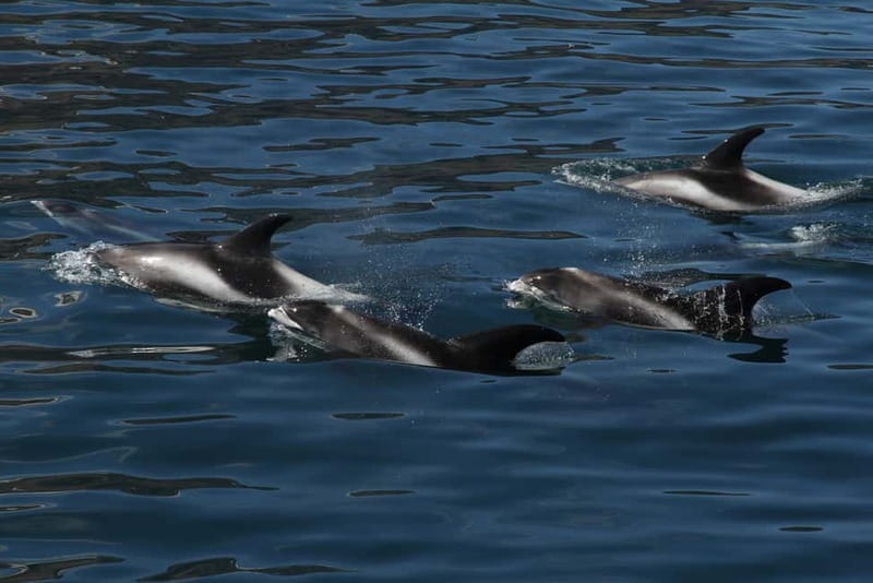 Húsavík: Traditional Whale Watching Tour - Price and value: is $100 per person worth it?