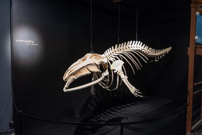 Húsavík: Whale Museum Entry Ticket - Key things to know before you go