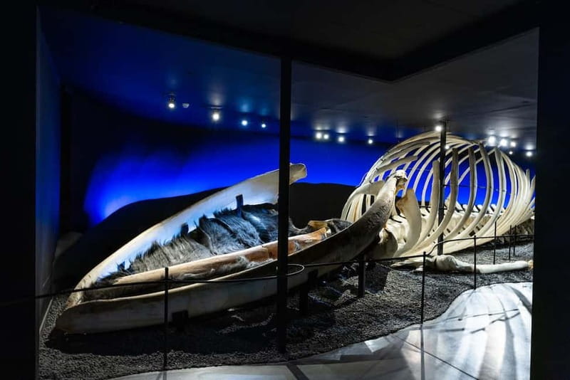 Húsavík: Whale Museum Entry Ticket - Why the Húsavík Whale Museum is worth your time in the north