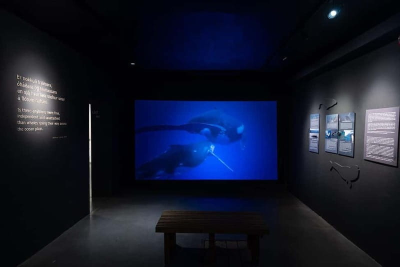 Húsavík: Whale Museum Entry Ticket - Whale evolution, senses, and behavior: the science part that actually sticks