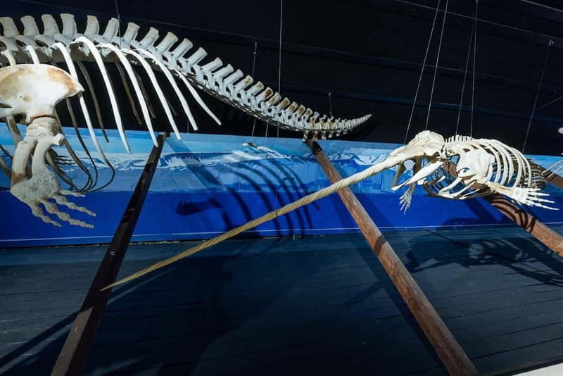 Húsavík: Whale Museum Entry Ticket - Iceland’s whaling history, put into context