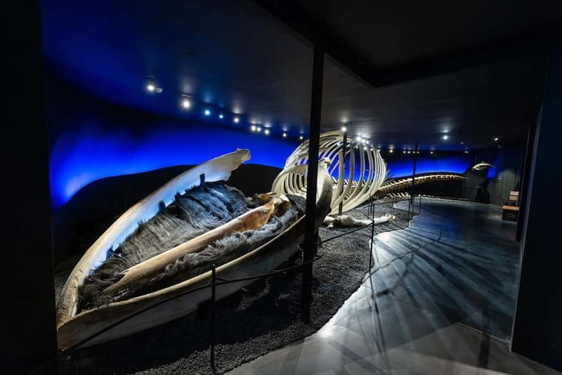 Húsavík: Whale Museum Entry Ticket - Accessibility and comfort: what you can plan for