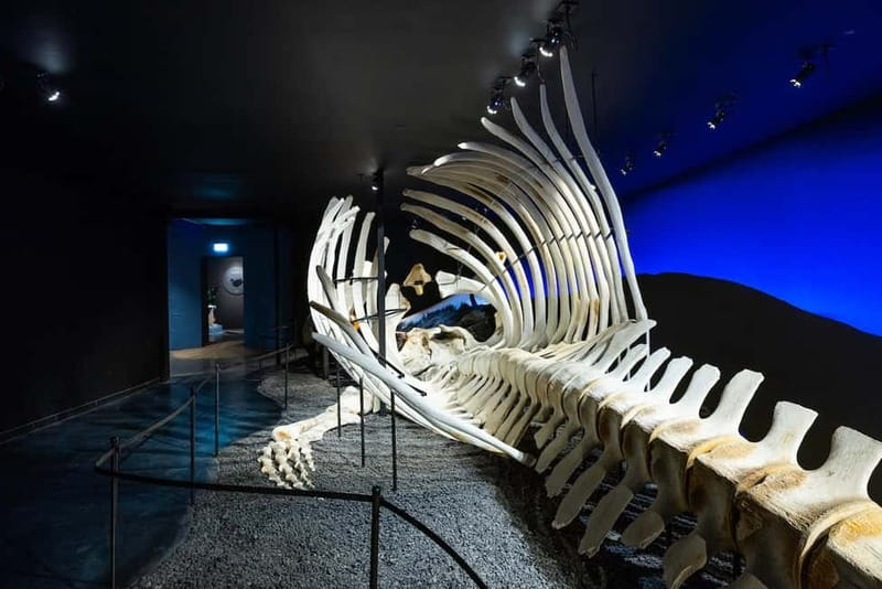 Húsavík: Whale Museum Entry Ticket - Who this museum ticket is best for