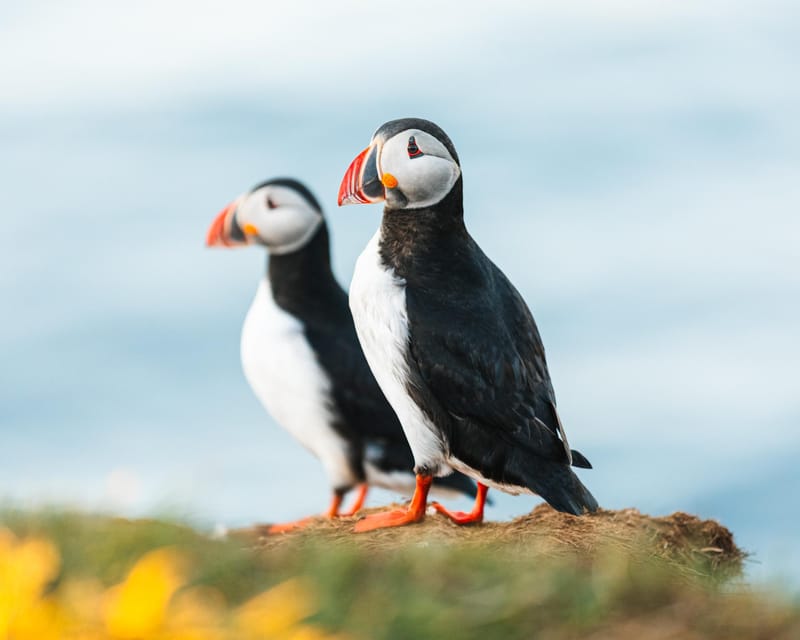 Húsavík: Whale-Watching Cruise and Puffins Guided Tour - Key Things I’d Aim For on This Tour