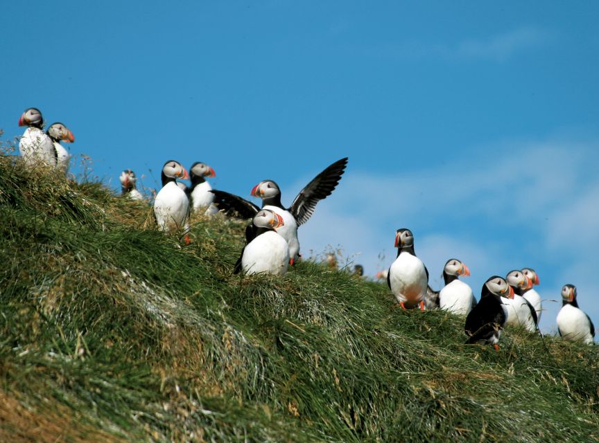 Húsavík: Whale-Watching Cruise and Puffins Guided Tour - Practical Tips Before You Go