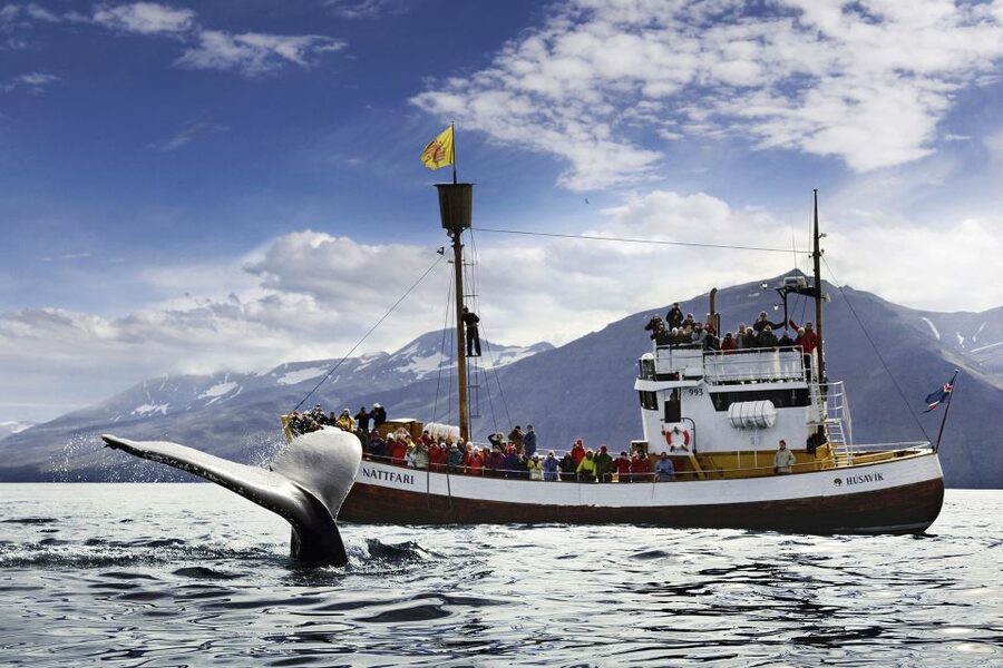 Húsavík: Whale-Watching Cruise and Puffins Guided Tour - Why Skjálfandi Bay Is a Whale Spotter’s Dream