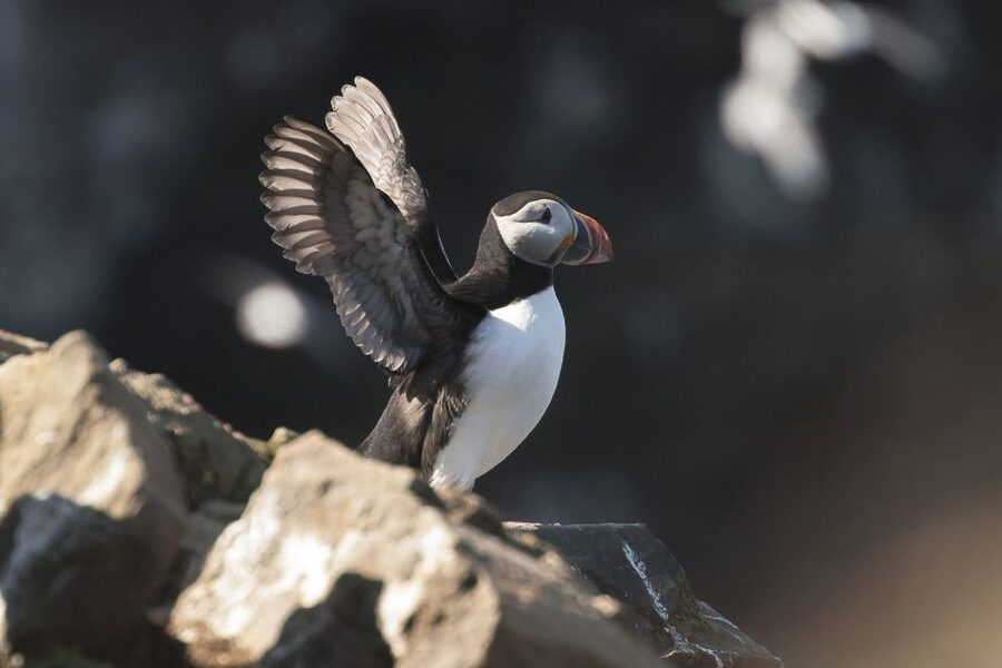 Húsavík: Whale-Watching Cruise and Puffins Guided Tour - Your 3 to 3.5-Hour Flow: From Departure to Puffins and Back