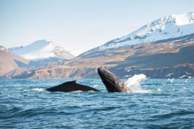 Whale-Watching Cruise and Puffins Guided Tour