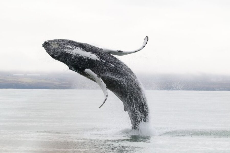 Húsavík: Whale-Watching Cruise and Puffins Guided Tour - What You Might See: Whales, Dolphins, Puffins, and Sea Birds