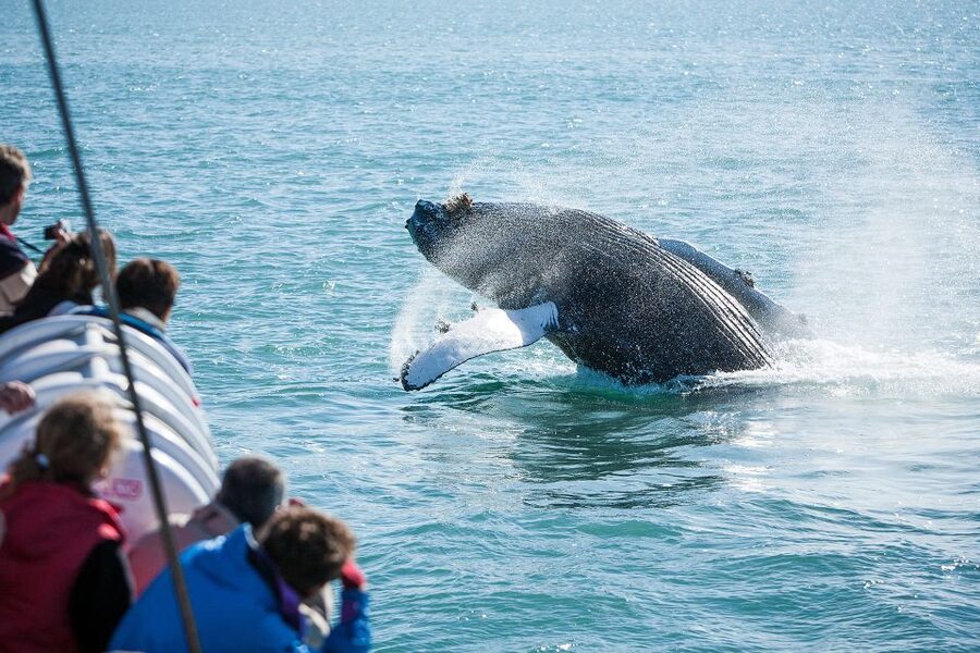 Húsavík: Whale-Watching Cruise and Puffins Guided Tour - The Cold-Weather Upgrade: Overalls Plus Hot Chocolate