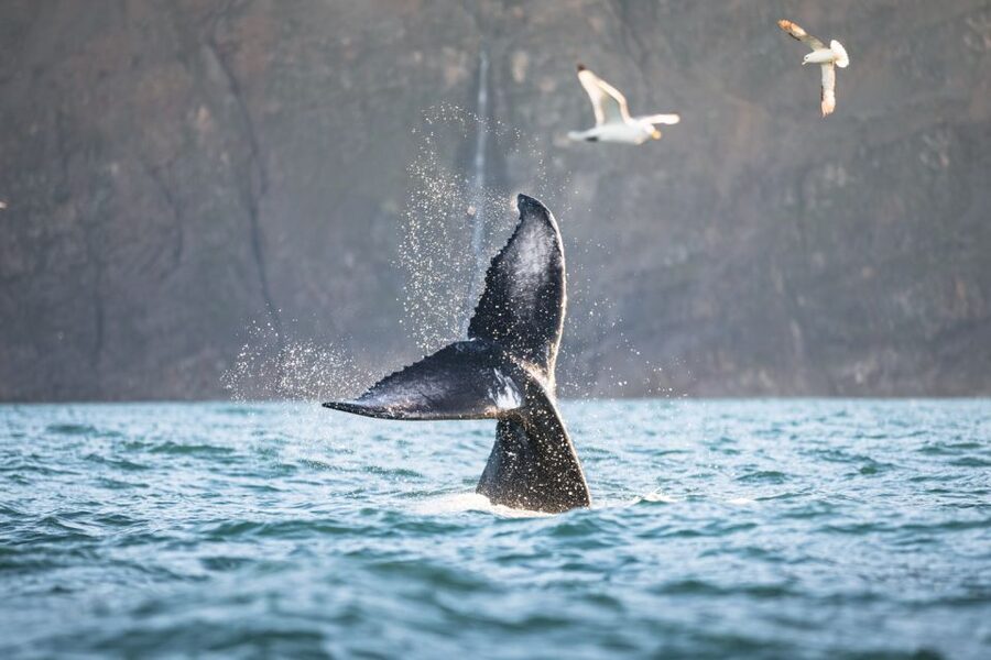 Húsavík: Whale-Watching Cruise and Puffins Guided Tour - The Live Guide Factor: What Makes the Commentary Worth It