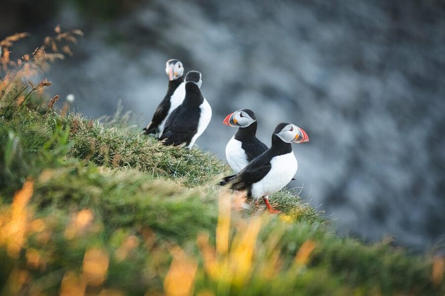 Húsavík: Whale-Watching Cruise and Puffins Guided Tour - Price and Value: Is $135 Fair for a 3.5-Hour Sea Trip?