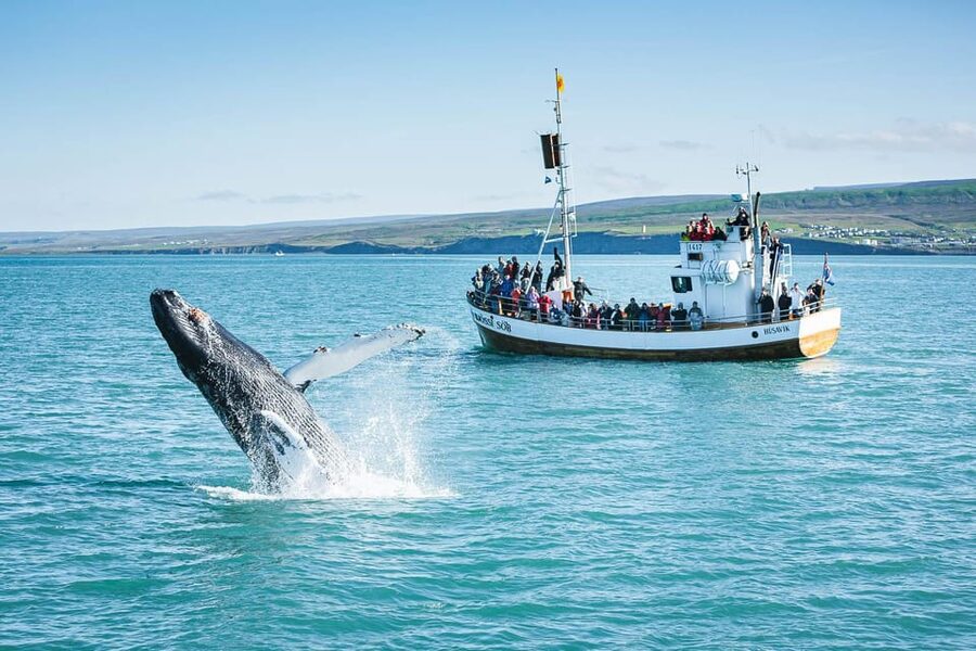 Húsavík: Whale-Watching Cruise and Puffins Guided Tour - Who This Tour Fits Best (And Who Might Want Another Option)