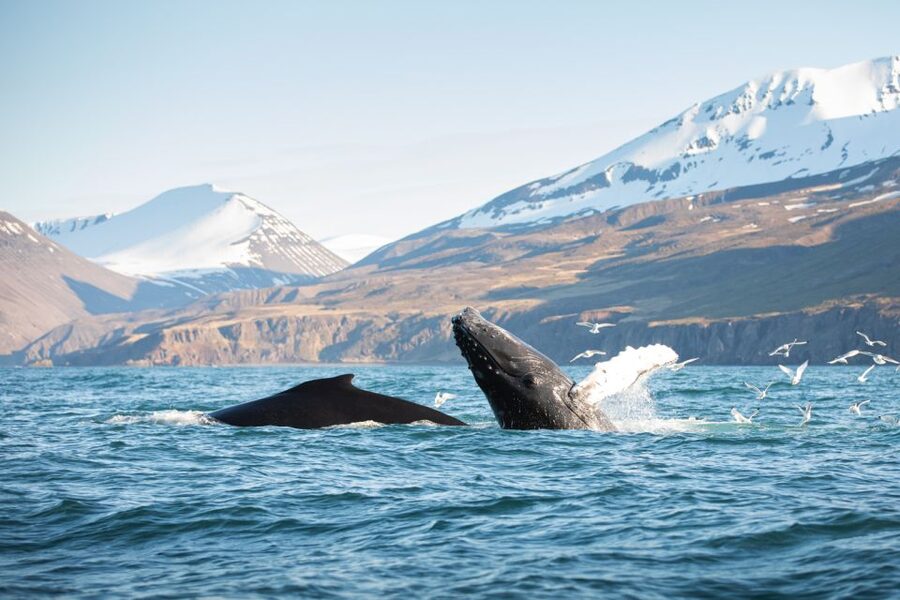 Húsavík: Whale-Watching Cruise and Puffins Guided Tour - The Traditional Oak Boat Experience (Comfort Meets Motion)
