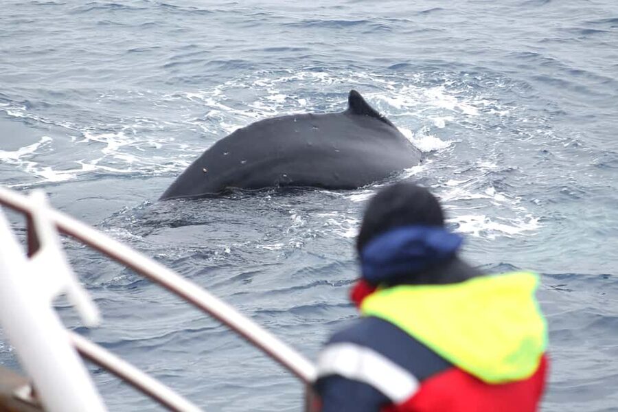 Húsavík: Whale Watching – Family Run with Indoor Seats - Key points worth knowing
