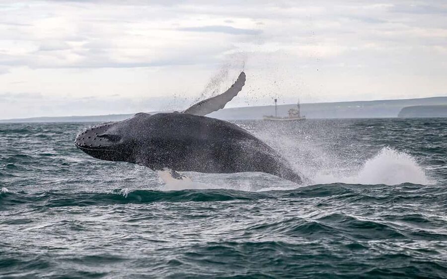 Húsavík: Whale Watching – Family Run with Indoor Seats - The Boats and Crew: Vinur vs Moby Dick and Safety First