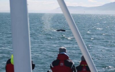 Whale Watching – Family Run with Indoor Seats