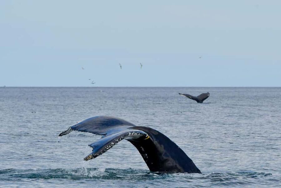 Húsavík: Whale Watching – Family Run with Indoor Seats - Your 3 Hours From Hafnarstétt: What Happens During the Ride