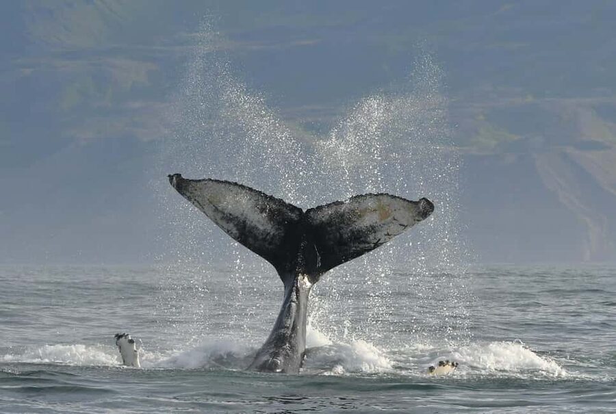 Húsavík: Whale Watching – Family Run with Indoor Seats - Whale Behavior Lessons You Can Use on the Horizon