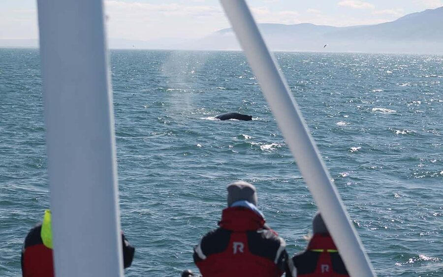 Húsavík: Whale Watching – Family Run with Indoor Seats - Skjálfandi Bay Whale Search: What You’re Actually Looking For
