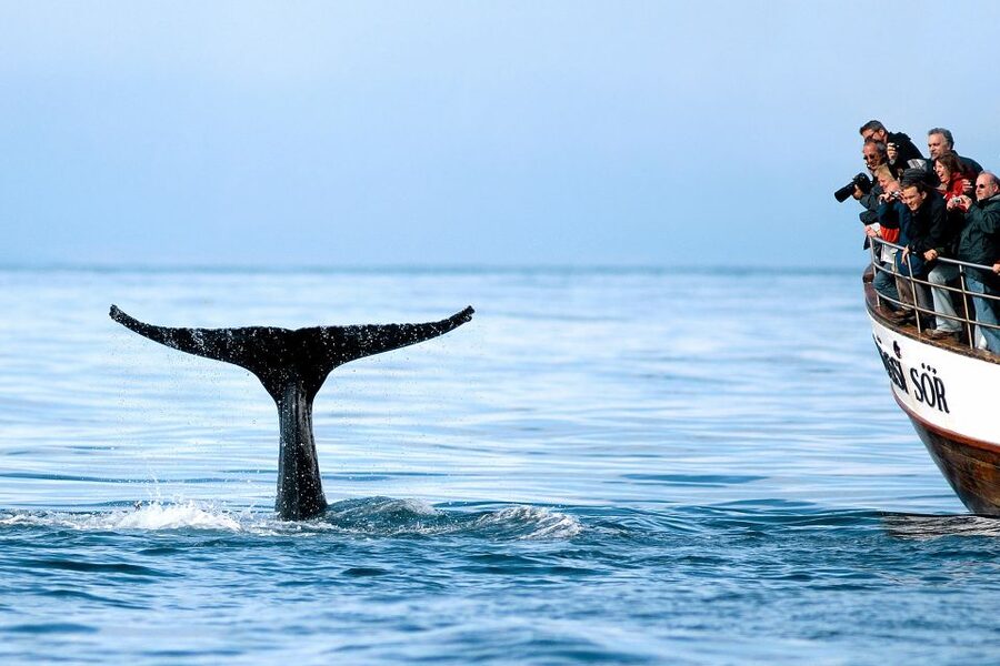 Husavik: Whale Watching on a Carbon Neutral Oak Boat - Key points to know before you go