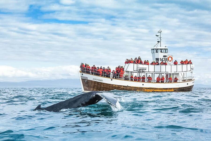 Husavik: Whale Watching on a Carbon Neutral Oak Boat - Entering Húsavík’s whale watching, the carbon neutral way