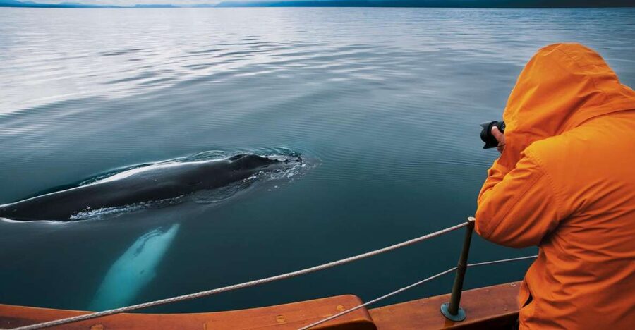 Husavik: Whale Watching on a Carbon Neutral Oak Boat - The 3-hour rhythm at sea, from meeting to return