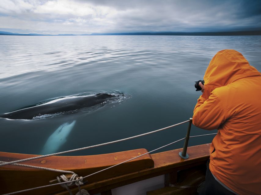 Husavik: Whale Watching on a Carbon Neutral Oak Boat - Wildlife watching that actually makes sense with a live guide