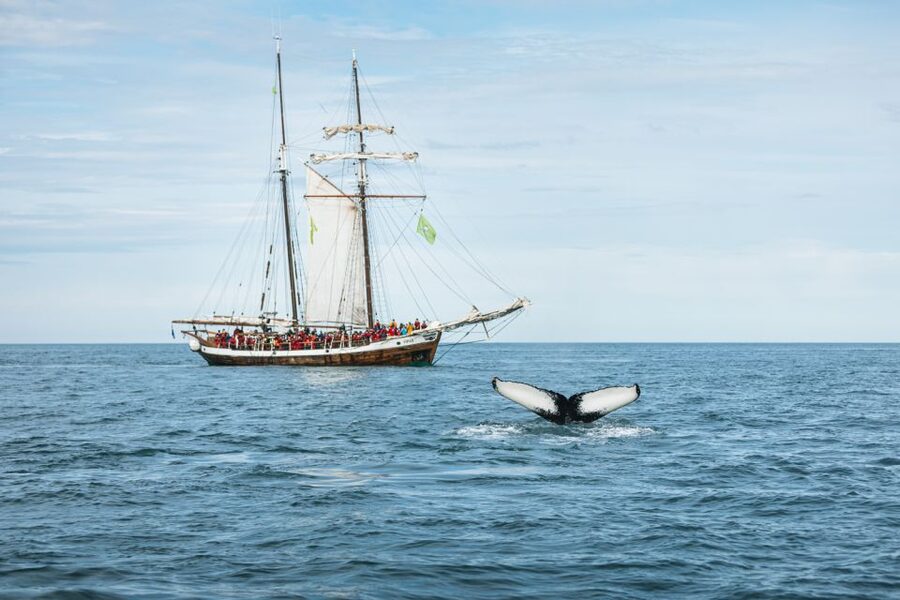Husavik: Whale Watching on a Carbon Neutral Oak Boat - What to pack so Iceland weather does not run your day
