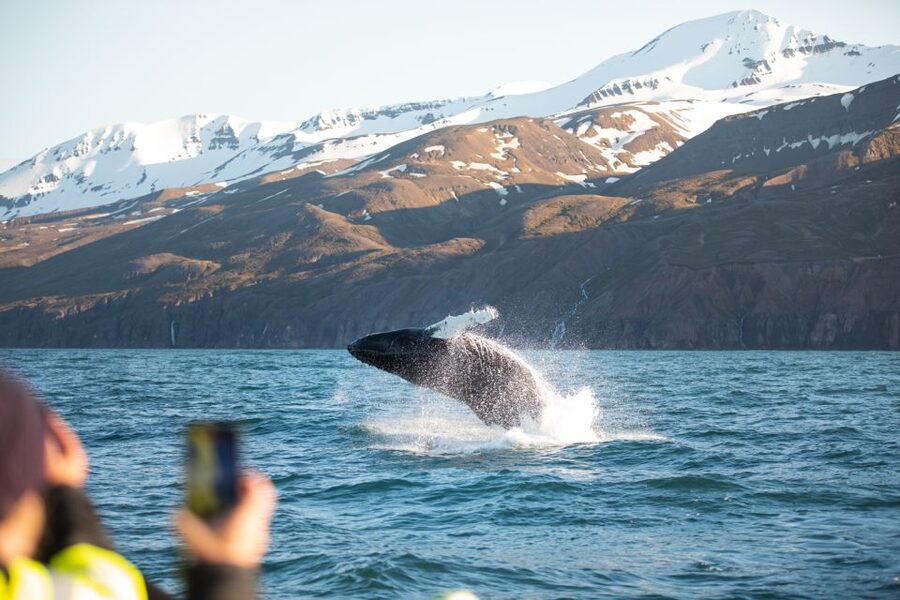 Husavik: Whale Watching on a Carbon Neutral Oak Boat - Carbon neutral details, and what they mean for you