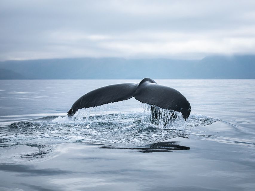 Husavik: Whale Watching on a Carbon Neutral Oak Boat - Price and value: is $132 worth it?
