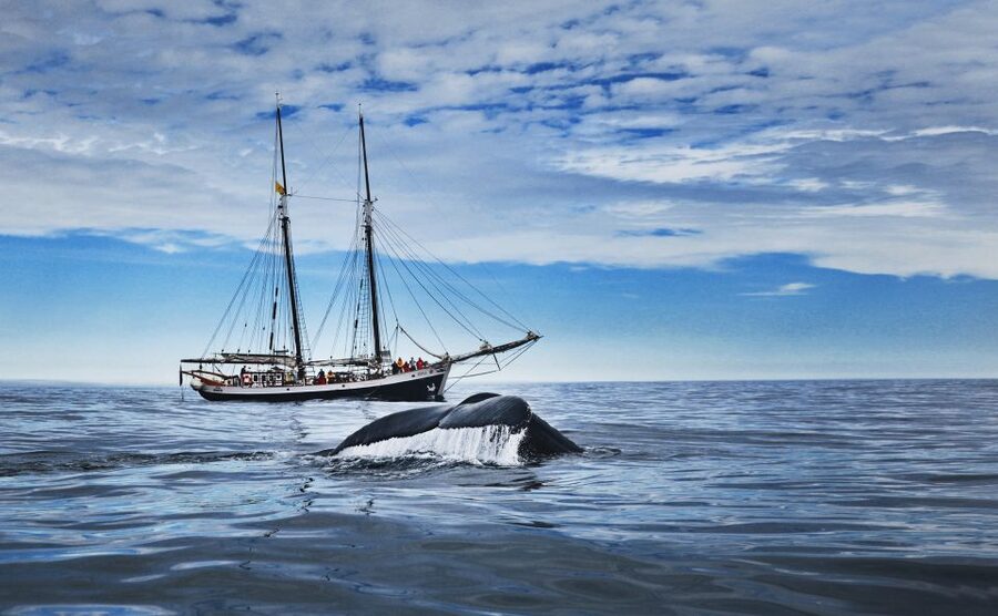 Husavik: Whale Watching on a Carbon Neutral Oak Boat - Why Skjálfandi Bay is the right place to watch