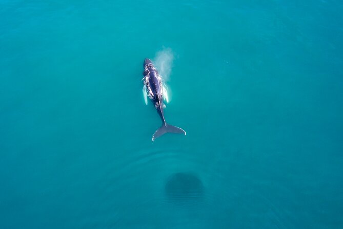 Húsavík Whale Watching Tour, family owned and operated - Guides on board: Mada’s marine-biologist energy and whale respect