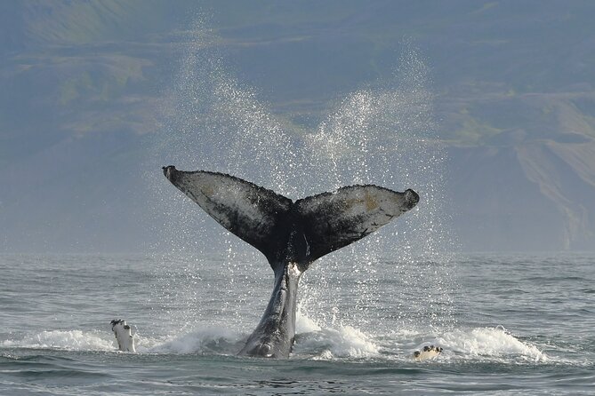 Húsavík Whale Watching Tour, family owned and operated - Price and value: what $102.84 buys you in real life
