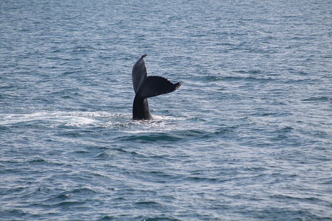 Húsavík Whale Watching Tour, family owned and operated - When to go: puffin season and booking timing