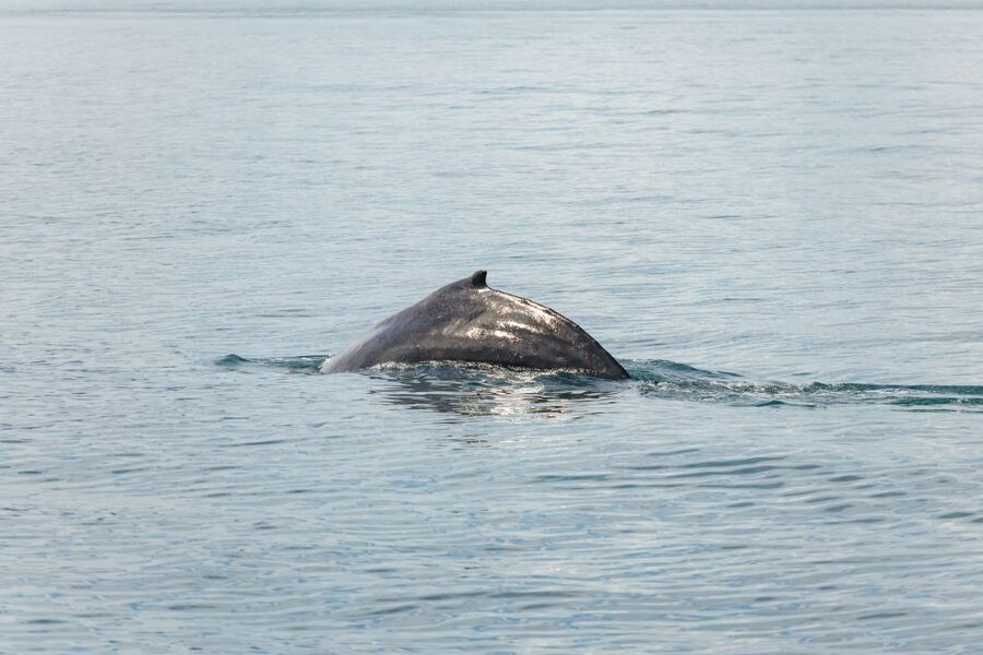 Húsavík: Whale Watching Tour with Guide - Who should book this whale watching cruise with North Sailing?
