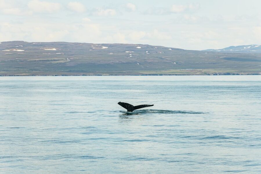Húsavík: Whale Watching Tour with Guide - The traditional oak boat: how the 3-hour cruise actually plays out