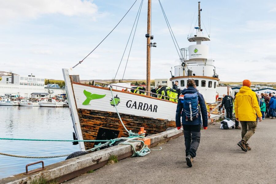 Húsavík: Whale Watching Tour with Guide - Whales, dolphins, and seabirds: what you can realistically expect