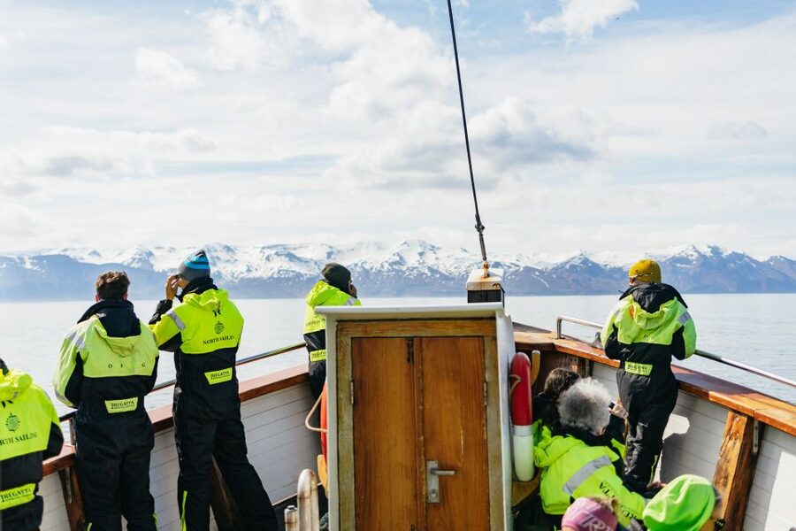 Húsavík: Whale Watching Tour with Guide - Price and value: is $115 for 3 hours a smart buy?