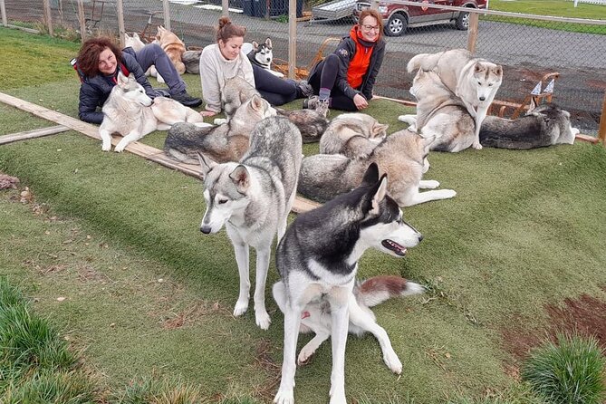 Husky Petting in Akureyri (private) - Husky Kisses, Coffee, and a Real Kennel Near Akureyri