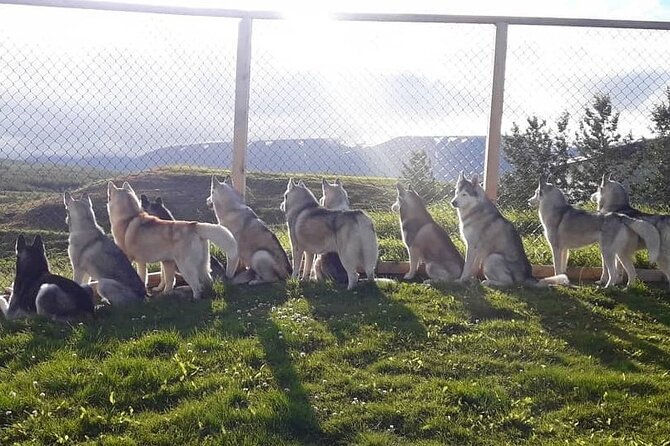 Husky Petting in Akureyri (private) - Dogs, Puppies, and the Kind of Interaction You’ll Get