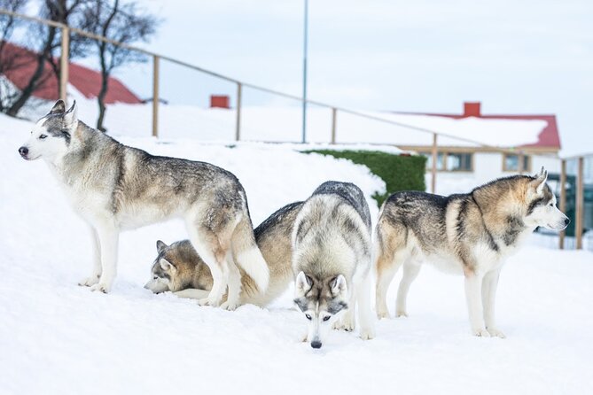Husky Petting in Akureyri (private) - Coffee, Tea, and the Small Touches That Make It Feel Complete