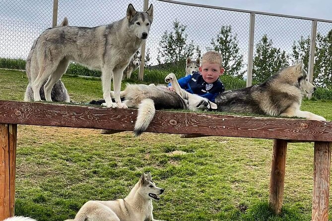 Husky Petting in Akureyri (private) - Price and Value for a Group Up to 8