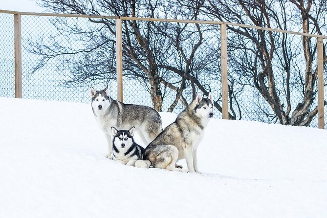 Husky Petting in Akureyri (private) - Pickup From Airport, Cruise Port, or Hotels, and How to Plan Your Time