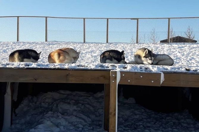 Husky Petting in Akureyri (private) - Who This Husky Petting Experience Fits Best