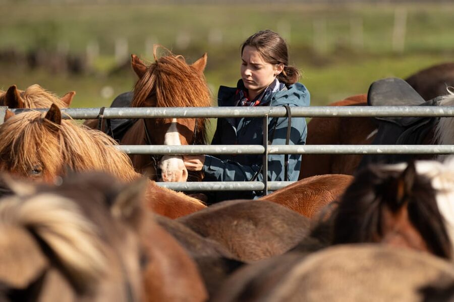 Hveragerdi: Countryside Charm Horse Riding Tour - Key reasons this Hveragerdi horse tour works